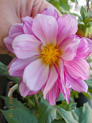 19 iunie 2013- flori 033