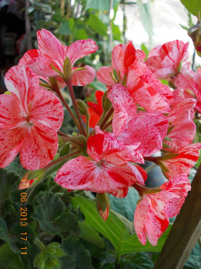 19 iunie 2013- flori 039