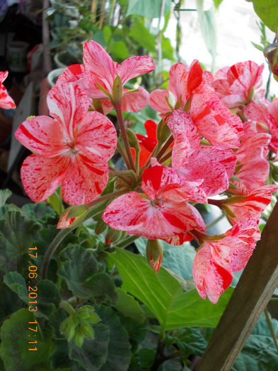19 iunie 2013- flori 041