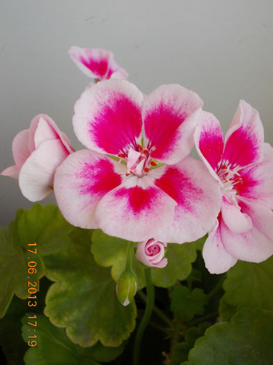19 iunie 2013- flori 071