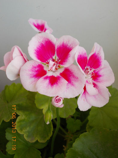 19 iunie 2013- flori 072
