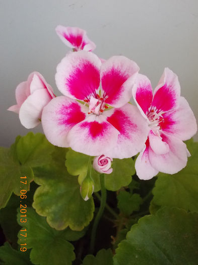 19 iunie 2013- flori 073