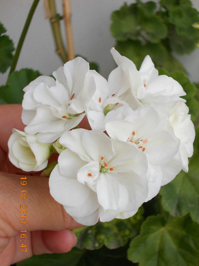 19 iunie 2013- flori 118