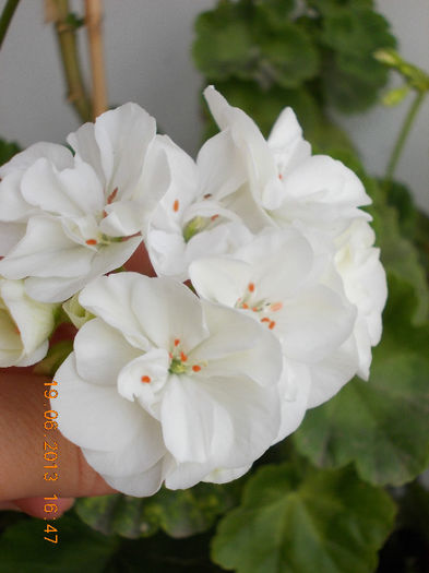19 iunie 2013- flori 116