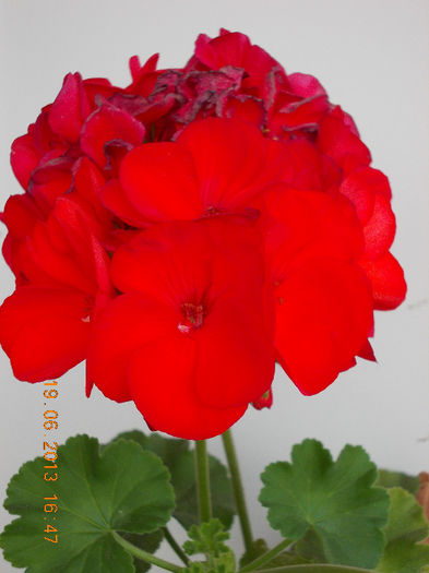 19 iunie 2013- flori 119