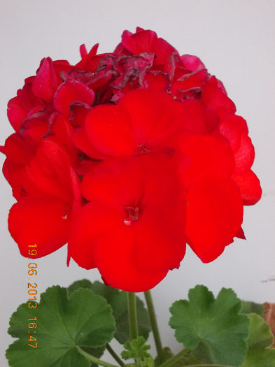 19 iunie 2013- flori 121