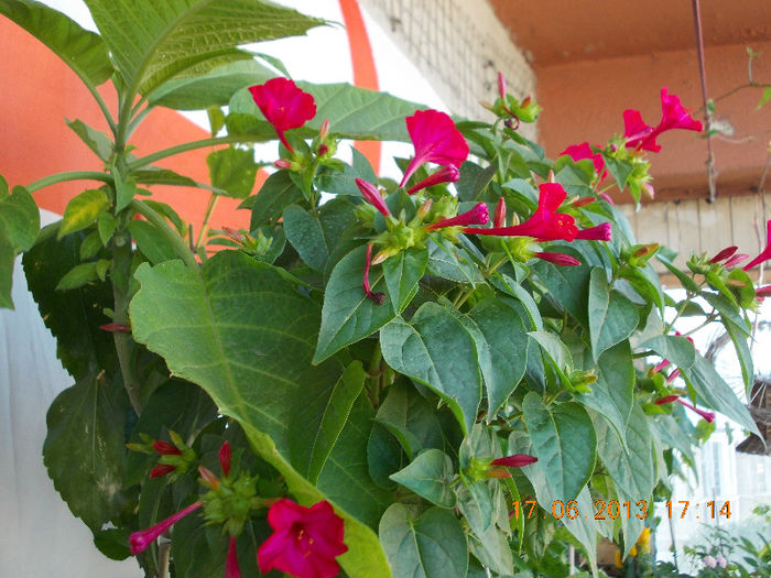 19 iunie 2013- flori 054 - mirabilis jalapa