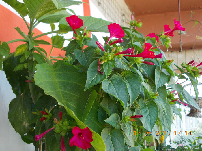 19 iunie 2013- flori 055 - mirabilis jalapa