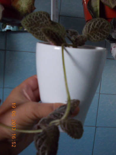 19 iunie 2013- flori 135