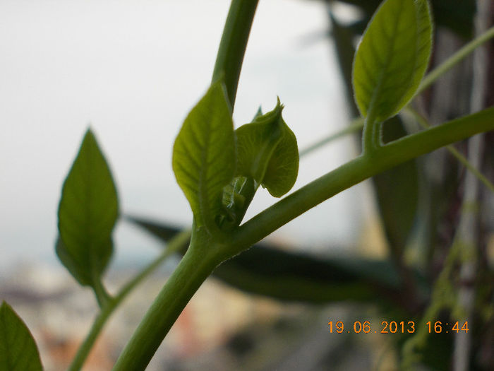 c.alb-cu bobocel - cobaea-jaluzele vegetale