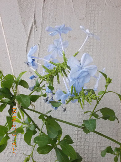 19 iunie 2013- flori 110 - plumbago bleu