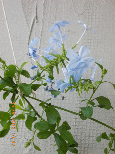 19 iunie 2013- flori 111 - plumbago bleu