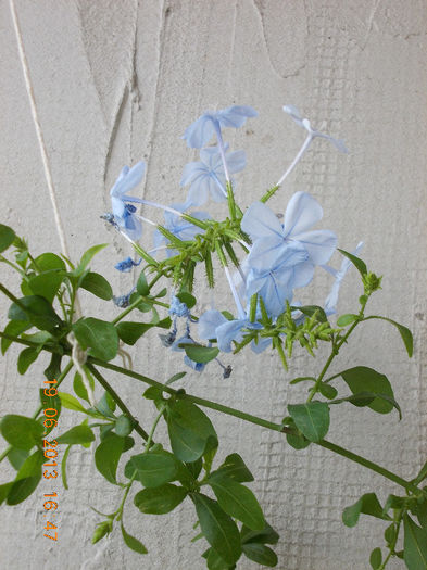 19 iunie 2013- flori 112 - plumbago bleu