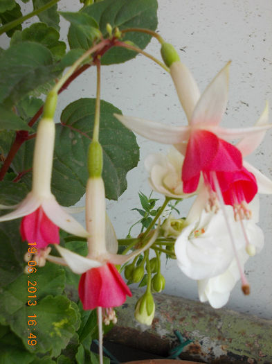 19 iunie 2013- flori 129 - fuchsia