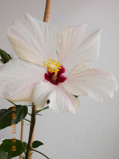 19 iunie 2013- flori 122 - hibiscus -1