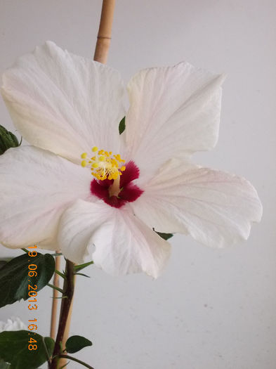 hibi alb cu ochi rosu - hibiscus -1