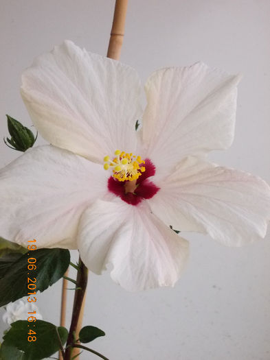 19 iunie 2013- flori 124 - hibiscus -1