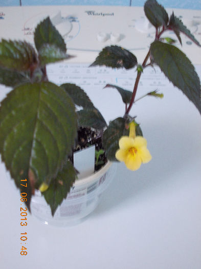 19 iunie 2013- flori 004 - iunie 2013-flori