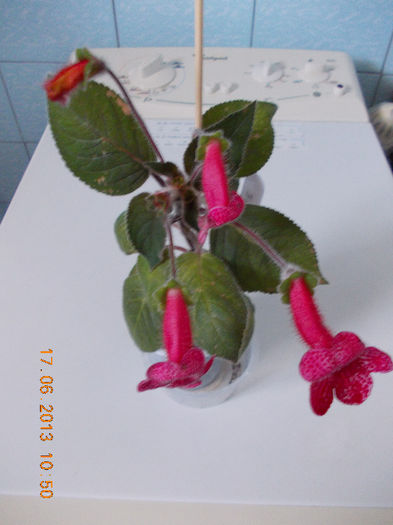 19 iunie 2013- flori 009 - iunie 2013-flori