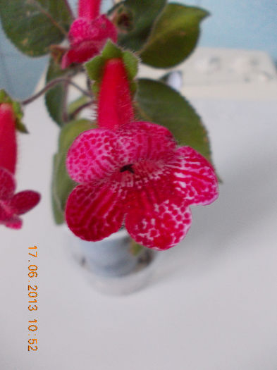 19 iunie 2013- flori 026 - iunie 2013-flori