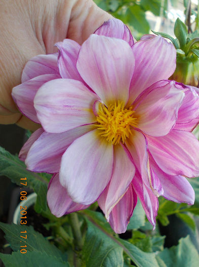 19 iunie 2013- flori 032 - iunie 2013-flori