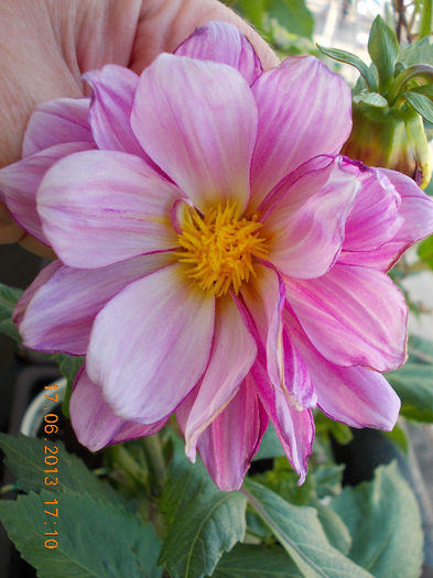 19 iunie 2013- flori 034 - iunie 2013-flori