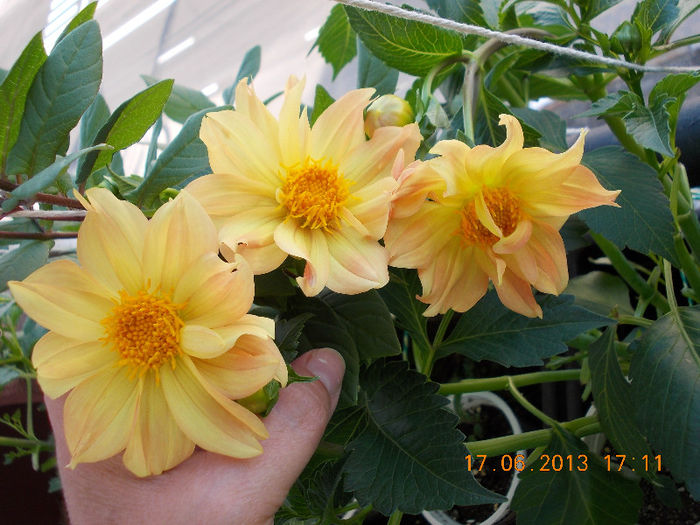 19 iunie 2013- flori 037 - iunie 2013-flori