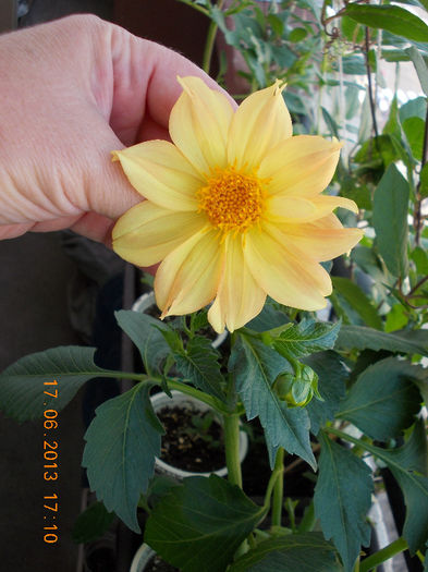 19 iunie 2013- flori 036 - iunie 2013-flori