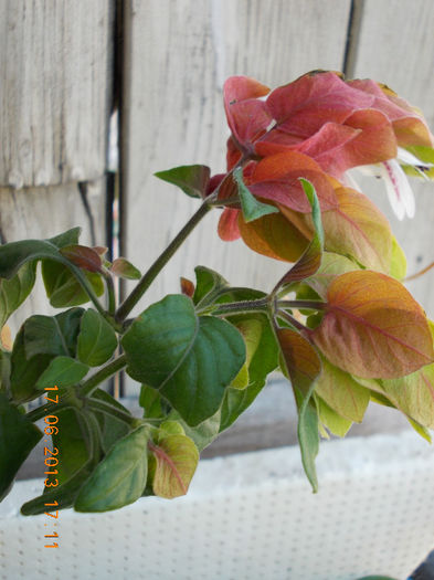 19 iunie 2013- flori 042 - iunie 2013-flori