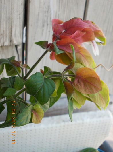 19 iunie 2013- flori 044 - iunie 2013-flori