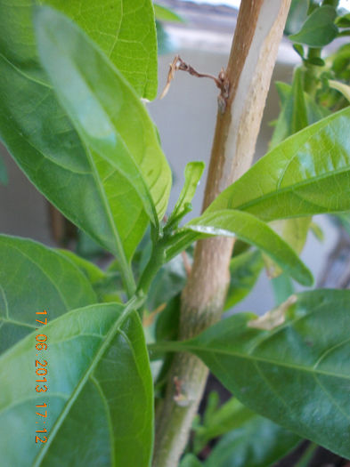 19 iunie 2013- flori 046 - iunie 2013-flori