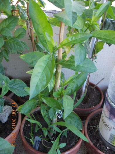 19 iunie 2013- flori 047 - iunie 2013-flori