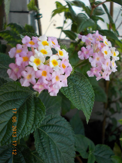 19 iunie 2013- flori 048 - iunie 2013-flori