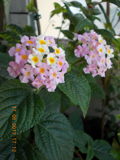 19 iunie 2013- flori 049 - iunie 2013-flori