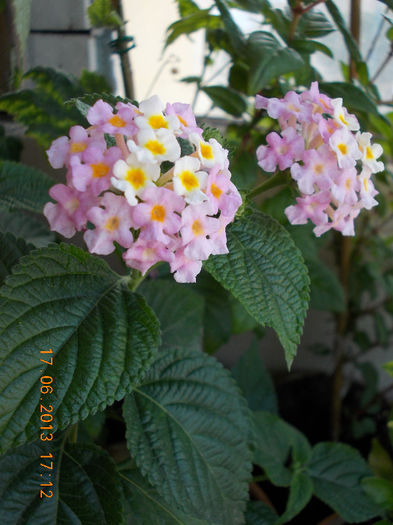 19 iunie 2013- flori 050 - iunie 2013-flori