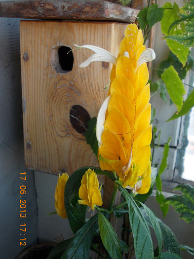 19 iunie 2013- flori 051 - iunie 2013-flori