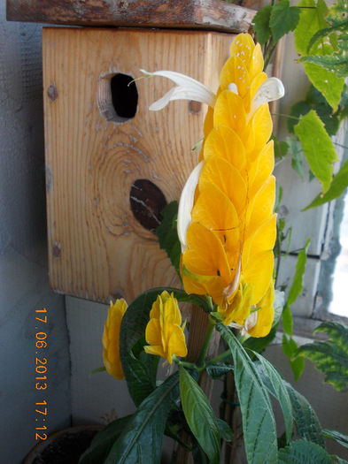 19 iunie 2013- flori 052 - iunie 2013-flori