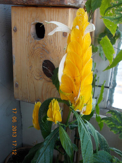 19 iunie 2013- flori 053 - iunie 2013-flori