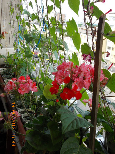 19 iunie 2013- flori 101 - iunie 2013-flori