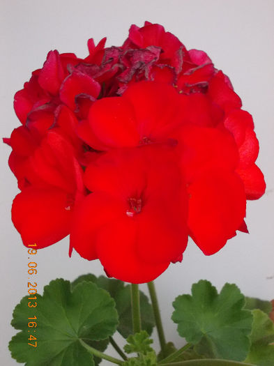 19 iunie 2013- flori 120 - iunie 2013-flori