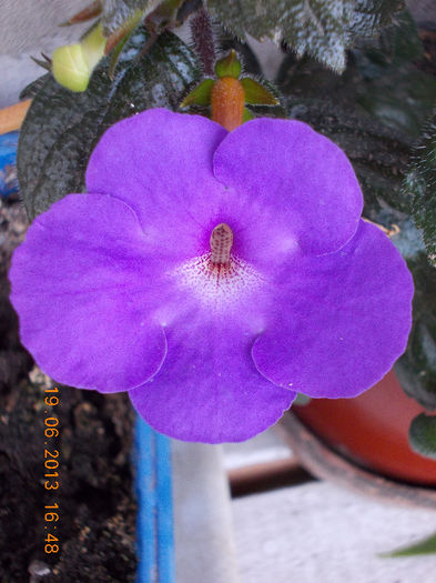 19 iunie 2013- flori 127 - iunie 2013-flori