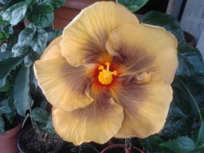 Masked Bandit - plantele mele