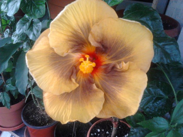 Masked Bandit - plantele mele