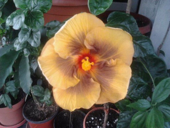 Masked Bandit - plantele mele