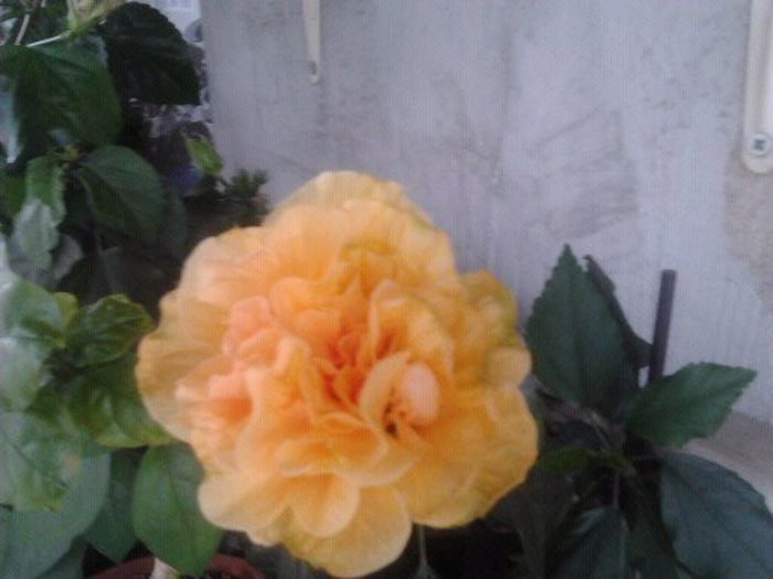 1371049230617 - plantele mele
