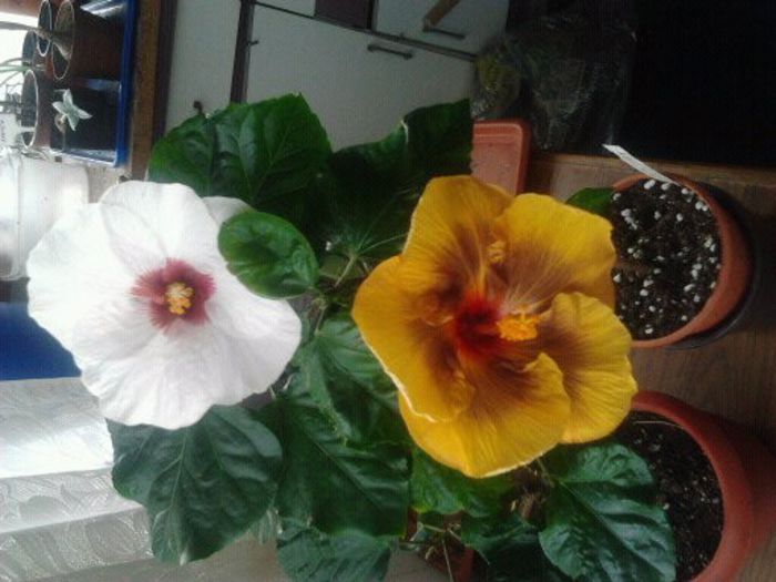 masked bandit si my way - plantele mele