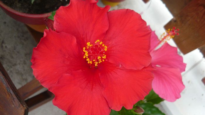 Picture 3865 - x 2013 Hibiscus rosa sinesis