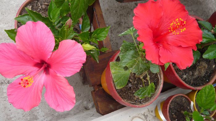 Picture 3867 - x 2013 Hibiscus rosa sinesis