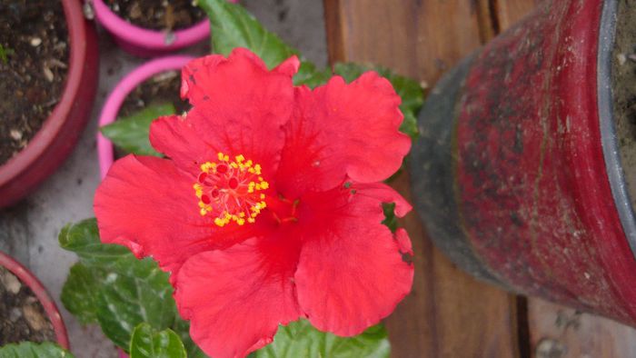 Picture 3869 - x 2013 Hibiscus rosa sinesis