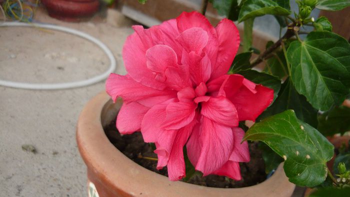 Picture 3870 - x 2013 Hibiscus rosa sinesis